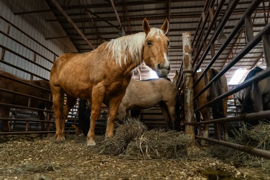 Shelby, a palomino mare, is pictured in a pen before the auction at the Palmyra Livestock Market in Palmyra, Neb., March 12, 2024. Photo by Dylan Widger for the Flatwater Free Press